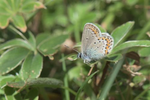 Réf. 189 328 : Plebejus idas